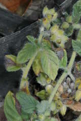 Heliotropium supinum