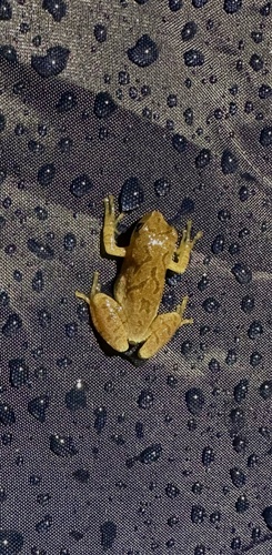 Spring Peeper