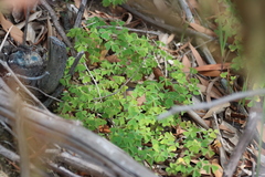 Oxalis lanata