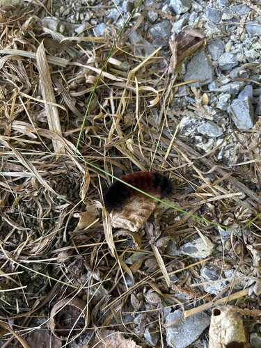 Isabella Tiger Moth