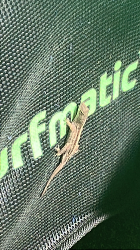 Brown Anole