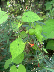 Ipomoea coccinea, photograph (c) 岸本年郎, some rights reserved (CC BY)