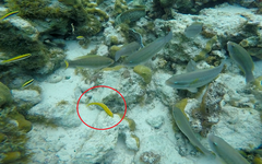 Thalassoma bifasciatum