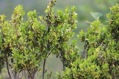 Diospyros glabra, photograph (c) Tony Rebelo, some rights reserved (CC BY-SA)