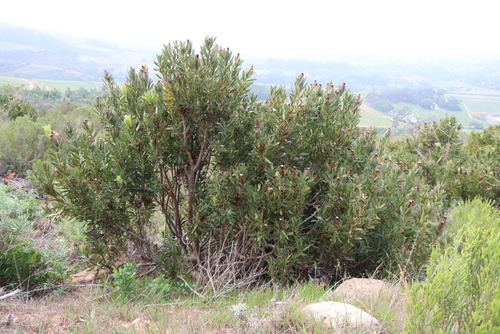Protea lepidocarpodendron, photograph 2