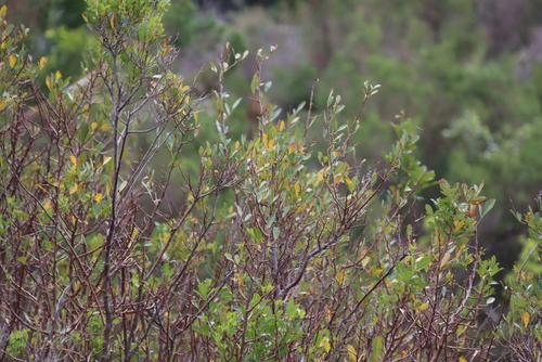Searsia laevigata