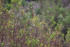 Searsia laevigata