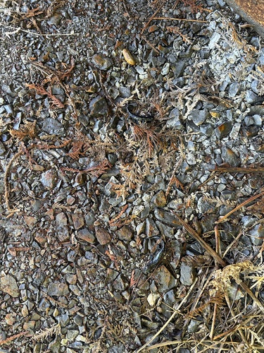 Blue-spotted Salamander