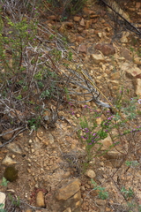 Muraltia heisteria, photograph (c) Tony Rebelo, some rights reserved (CC BY-SA)