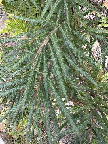sweetfern