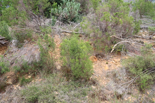 Passerina corymbosa, photograph 4