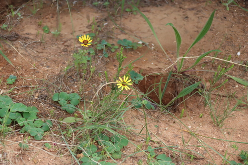 Ursinia anthemoides, photograph 6
