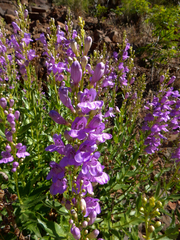 Penstemon venustus