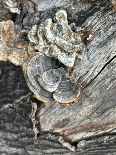 Trametes versicolor — (c) Jose Gutierrez Higa, some rights reserved (CC BY)