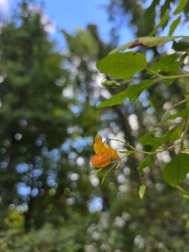 common jewelweed