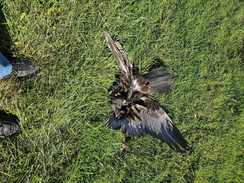 Turkey Vulture