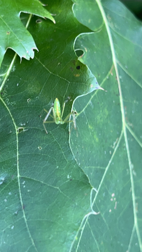 Pale Green Assassin Bug
