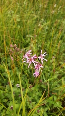 Silene flos-cuculi, photograph (c) Tim Aßmus, some rights reserved (CC BY)