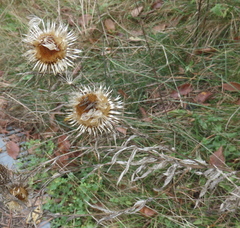 Carlina biebersteinii