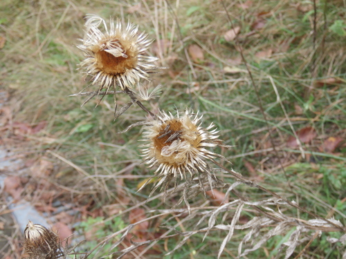 Carlina biebersteinii, photograph 1