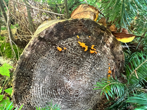 Orange Jelly Spot