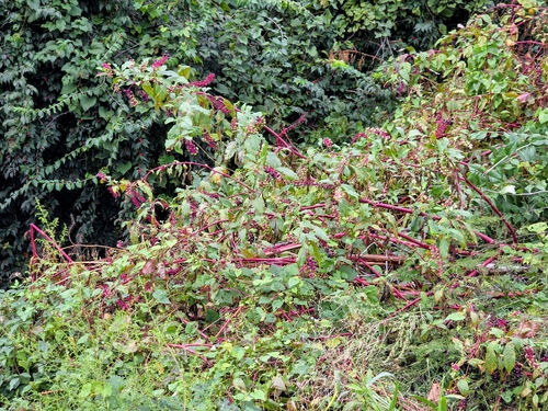 American pokeweed