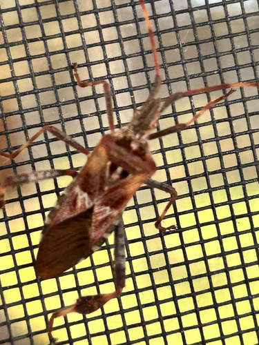Western Conifer Seed Bug
