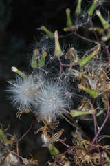 Senecio runcinifolius
