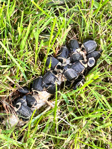 American Carrion Beetle
