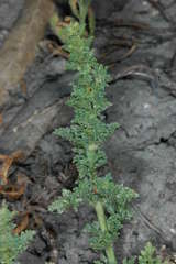 Verbena supina