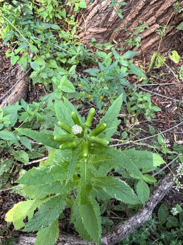 American burnweed