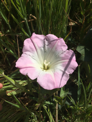 Calystegia purpurata