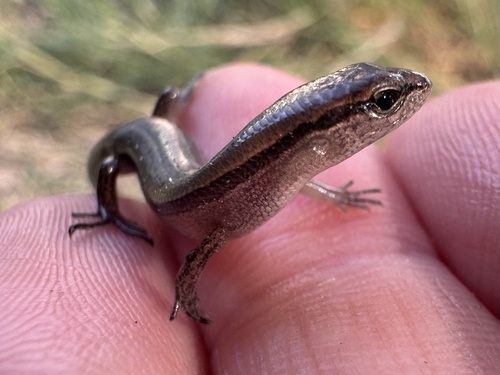 Little Brown Skink