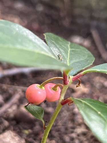 Eastern Teaberry