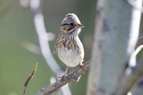 Lincoln's Sparrow
