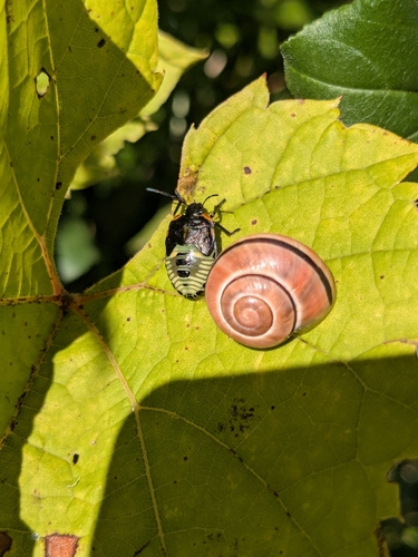 Green Stink Bug