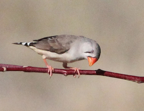Zebra Finch