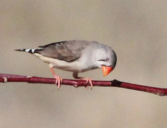 Zebra Finch photo 6