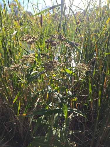 common boneset
