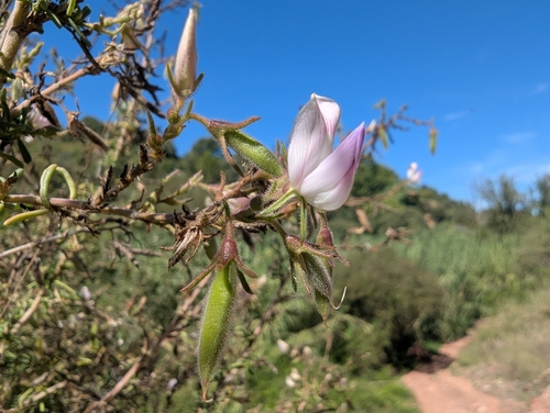 Ononis tridentata