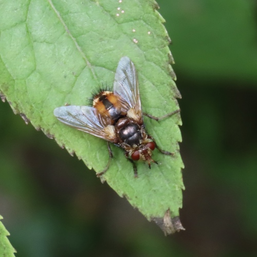Common Tachinid