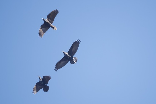 Common Raven