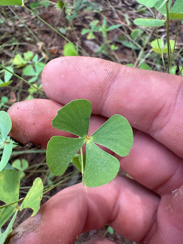 water clover
