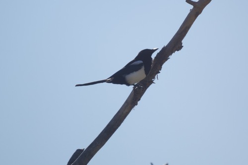 Black-billed Magpie