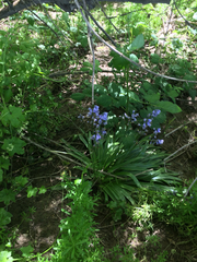 Hyacinthoides hispanica
