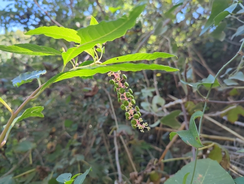 American pokeweed
