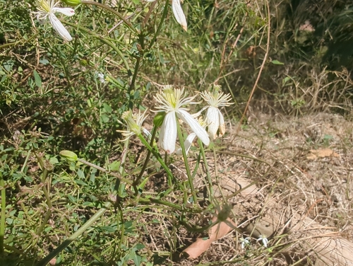 fragrant virgin's-bower