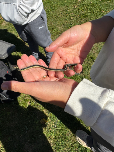 Common Garter Snake