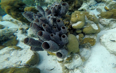 Callyspongia aculeata
