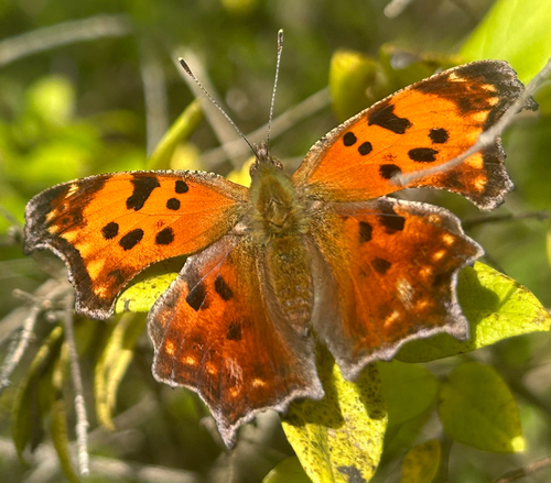 Eastern Comma